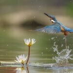 Ein Eisvogel taucht aus dem Wasser auf.