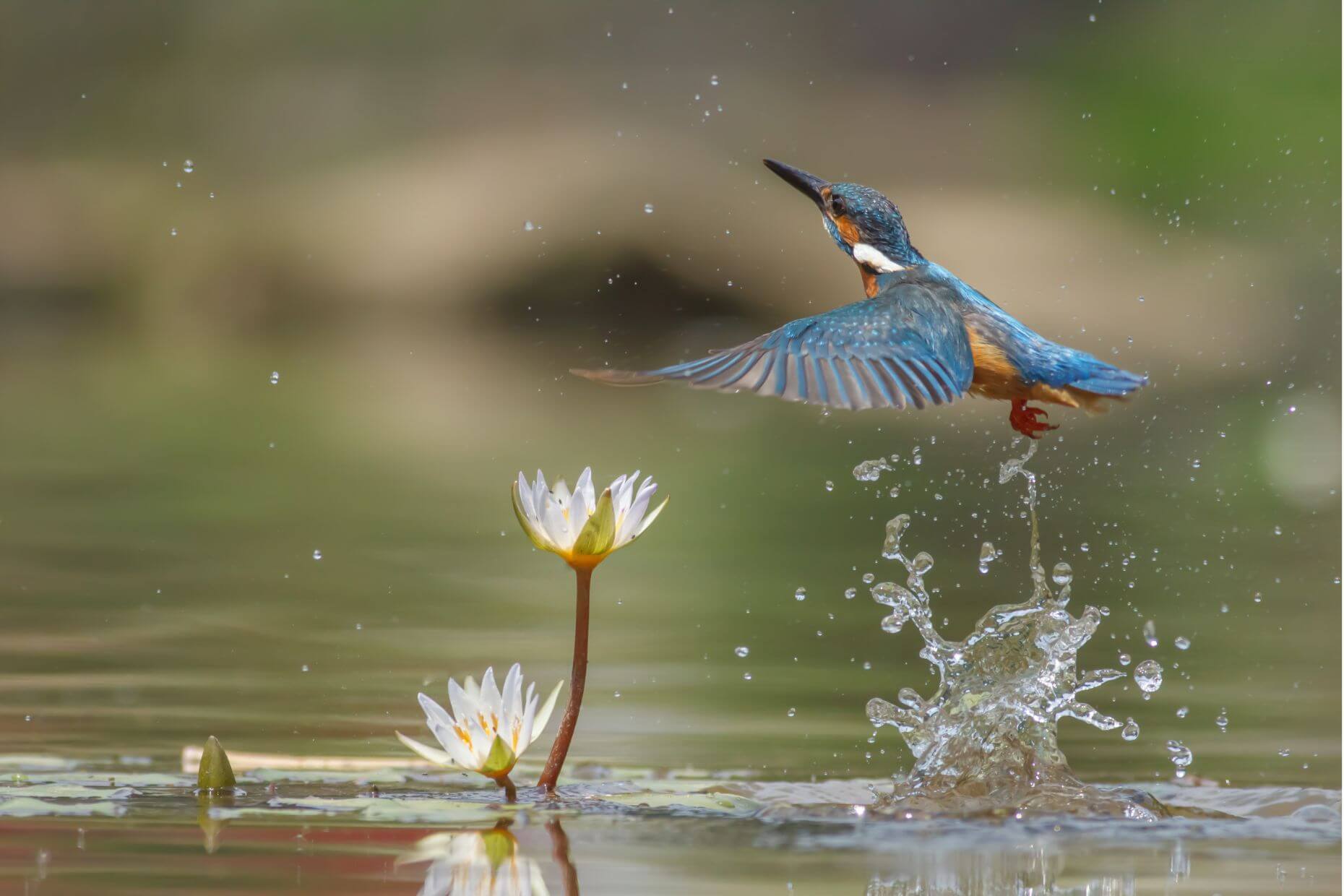 Ein Eisvogel taucht aus dem Wasser auf.