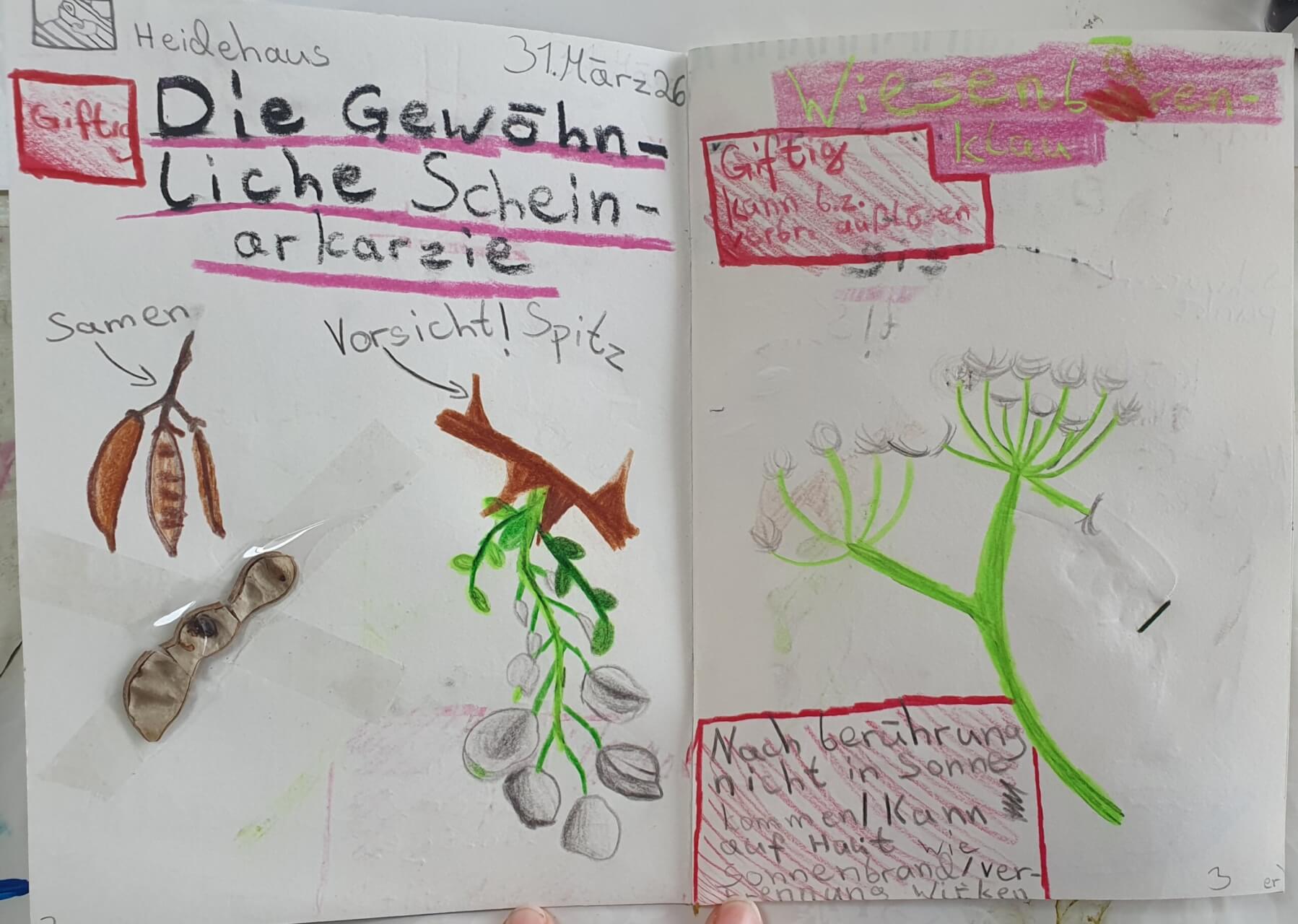akazie_zukunftnaturbildung