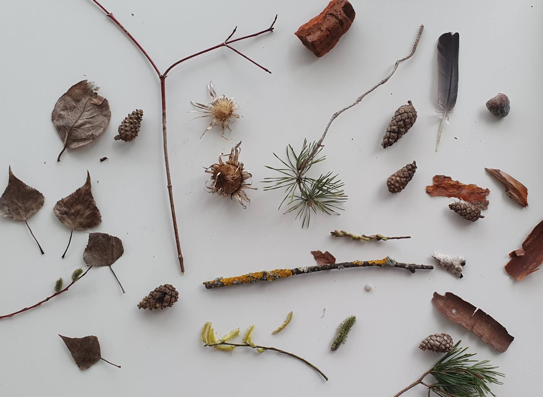 fundstuecke_heide_zukunftnaturbildung