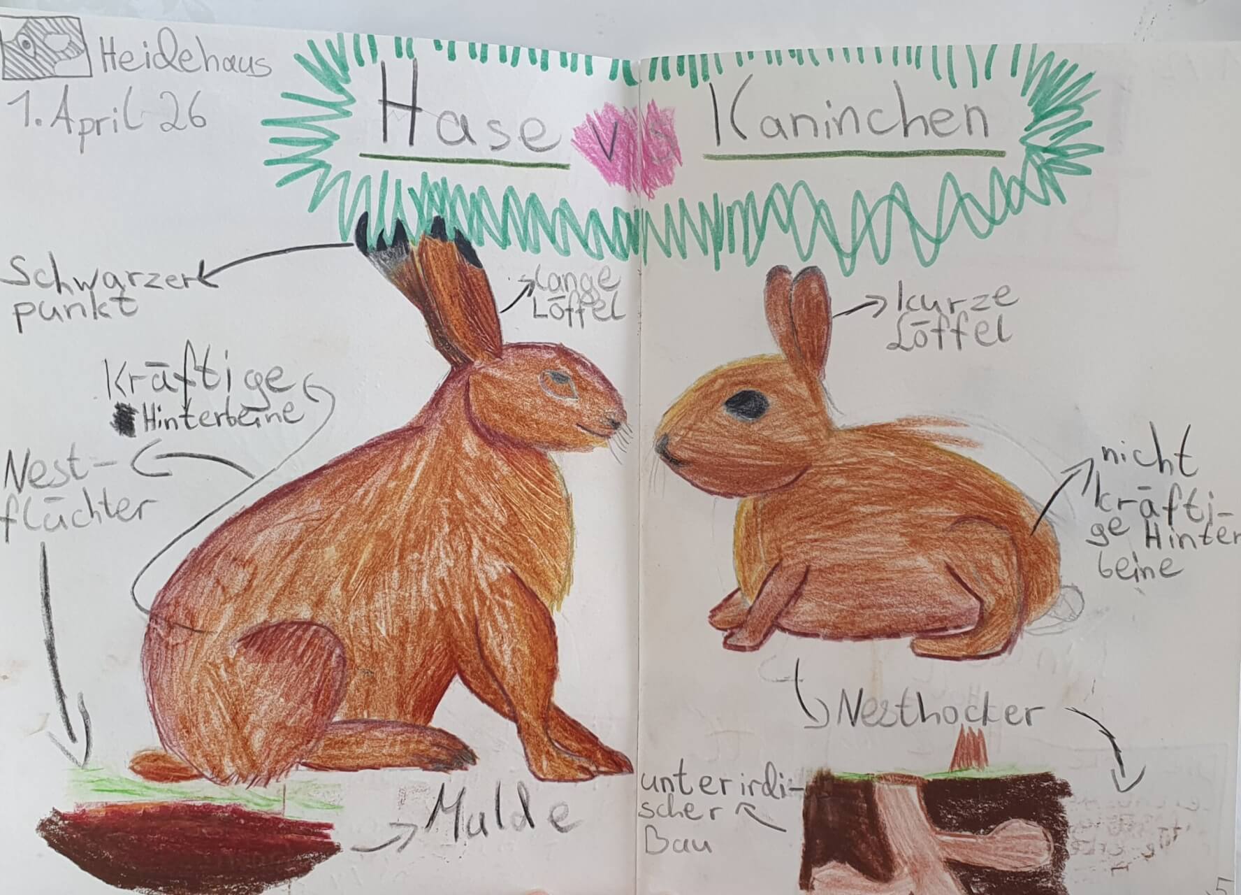 haseundkaninchen_zukunftnaturbildung