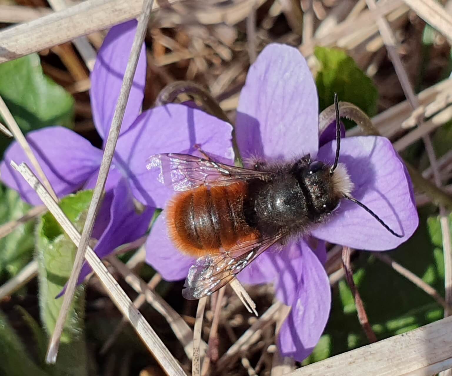 mauerbiene_zukunftnaturbildung