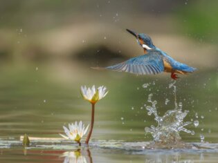 {{brizy_dc_image_alt entityId=