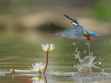 Eisvogel Ein Eisvogel taucht aus dem Wasser auf.