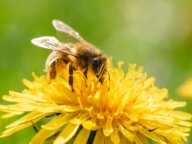 Eine Honigbiene saugt Nektar an einer Löwenzahnblüte.
