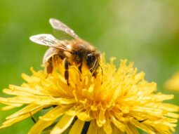 Eine Honigbiene saugt Nektar an einer Löwenzahnblüte.